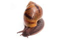 Achatina achatina achatina Ghana typ 2 F1 semiadult